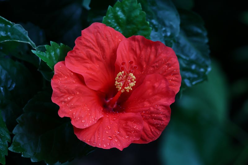 Fresh agua fresca hibiscus drink